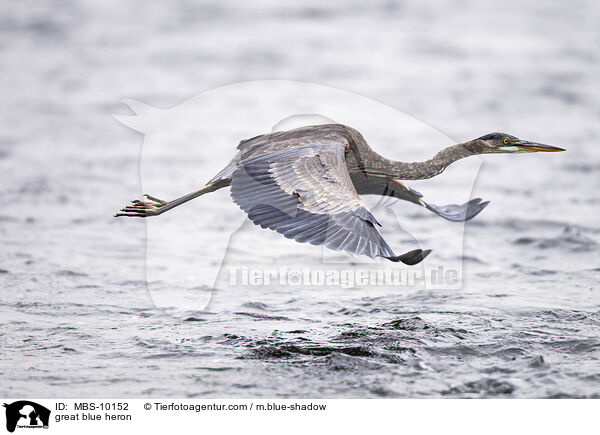 Kanadareiher / great blue heron / MBS-10152