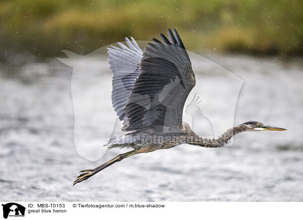 Kanadareiher / great blue heron / MBS-10153