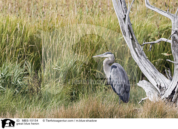 Kanadareiher / great blue heron / MBS-10154