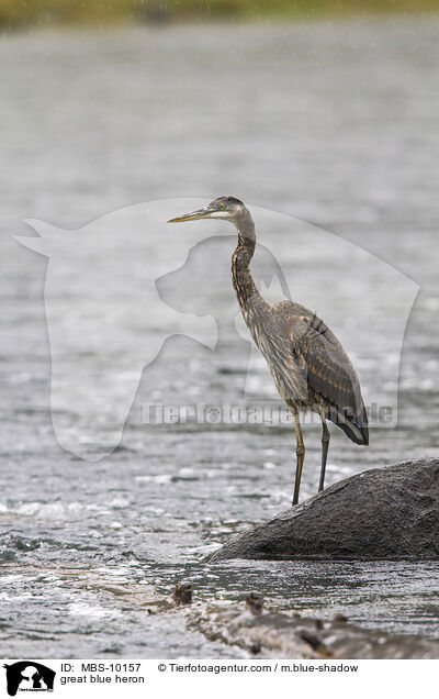 great blue heron / MBS-10157