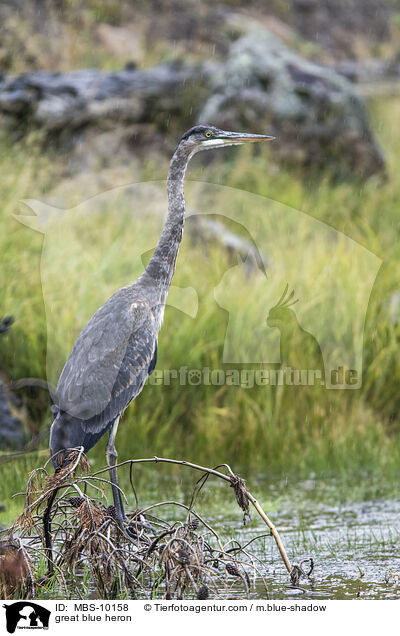 great blue heron / MBS-10158