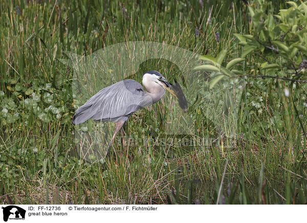 great blue heron / FF-12736