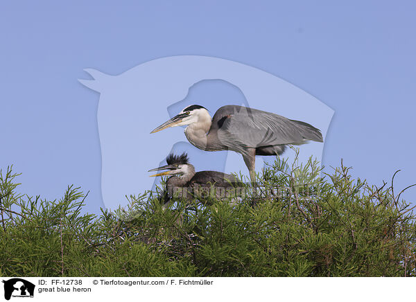 Kanadareiher / great blue heron / FF-12738