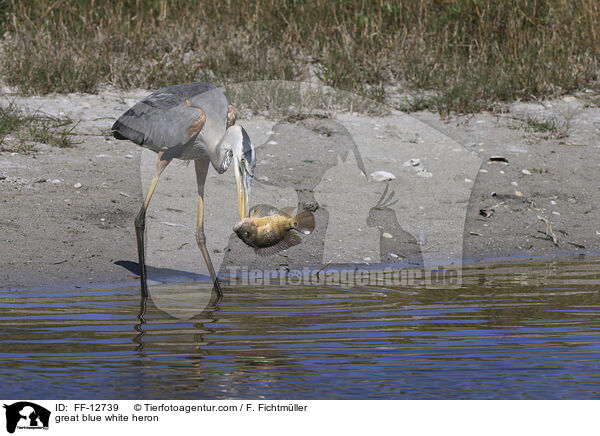 great blue white heron / FF-12739