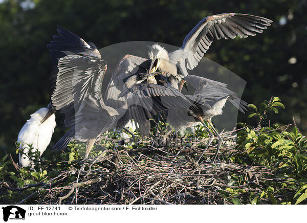 great blue heron / FF-12741