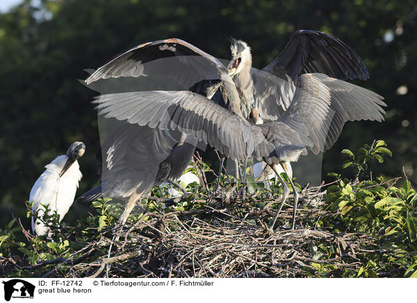 Kanadareiher / great blue heron / FF-12742