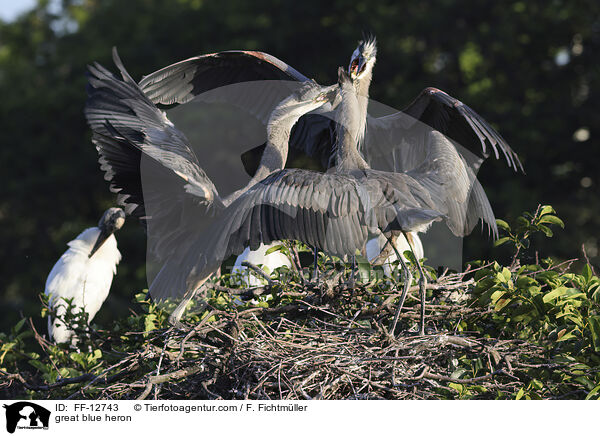 great blue heron / FF-12743