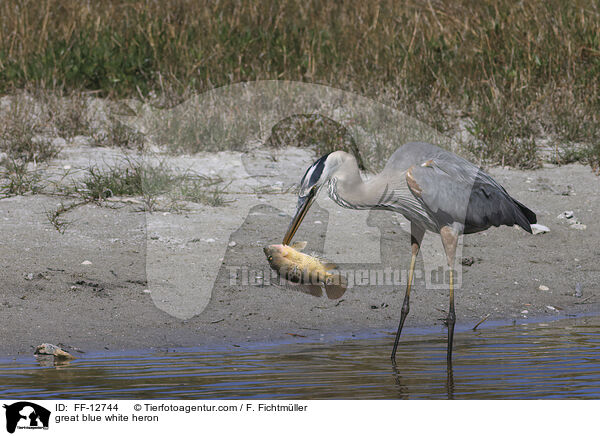 Kanadareiher / great blue white heron / FF-12744