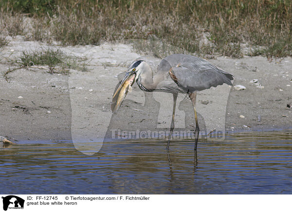 great blue white heron / FF-12745