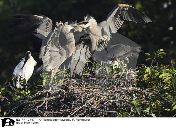 great blue heron / FF-12747