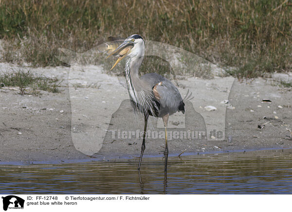 Kanadareiher / great blue white heron / FF-12748