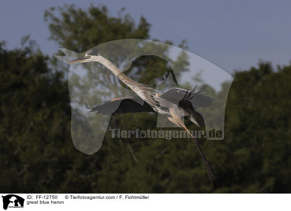 great blue heron / FF-12750