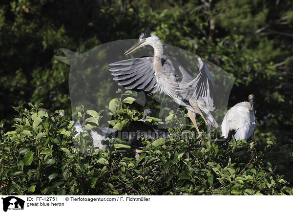 Kanadareiher / great blue heron / FF-12751