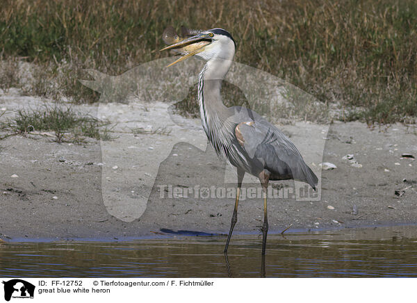 Kanadareiher / great blue white heron / FF-12752