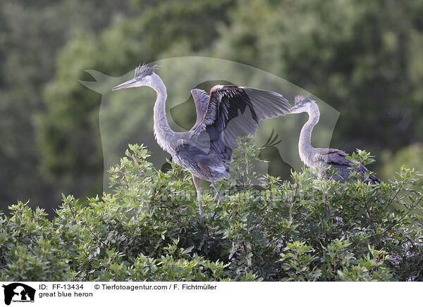 great blue heron / FF-13434