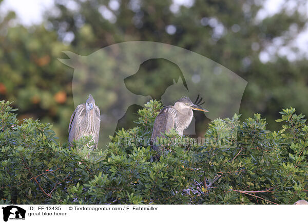 Kanadareiher / great blue heron / FF-13435