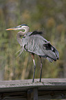 Great blue Heron