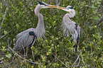 Great blue Herons