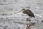 great blue heron