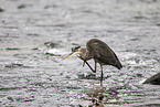 great blue heron