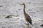 great blue heron