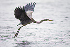 great blue heron