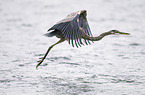 great blue heron