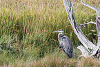 great blue heron