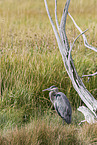 great blue heron