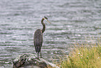 great blue heron