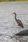 great blue heron