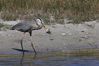 great blue white heron