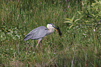 great blue heron