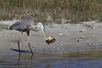 great blue white heron