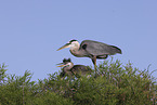 great blue heron