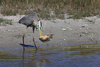 great blue white heron