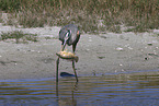 great blue white heron