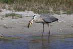 great blue white heron