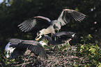 great blue heron