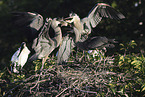 great blue heron