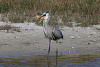 great blue white heron