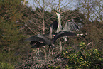 great blue heron