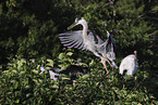 great blue heron