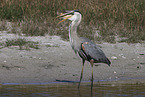 great blue white heron