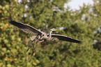 great blue heron