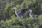 great blue heron