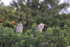 great blue heron