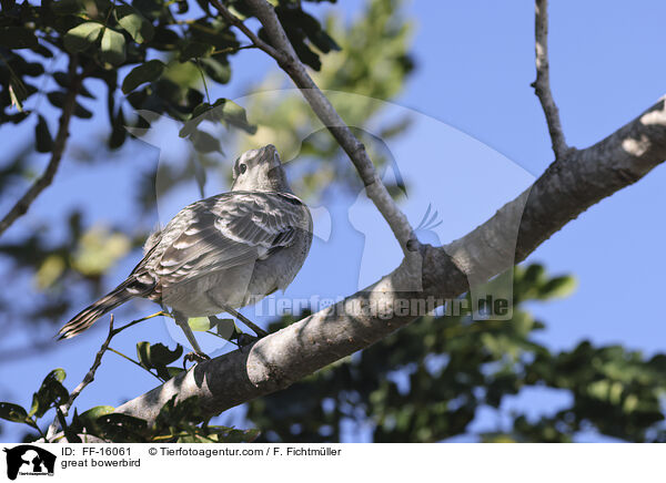 great bowerbird / FF-16061