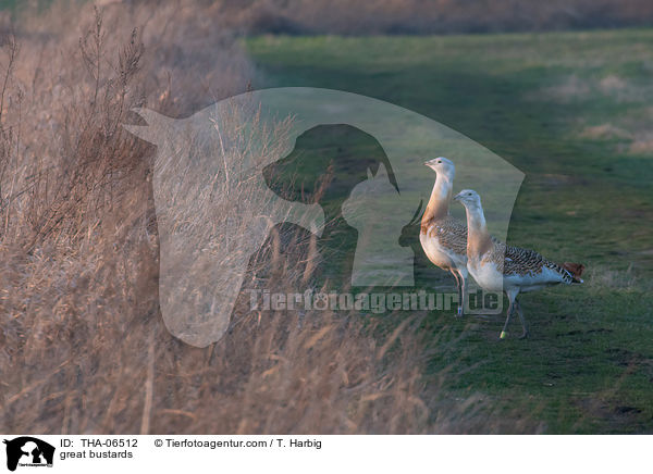Grotrappen / great bustards / THA-06512
