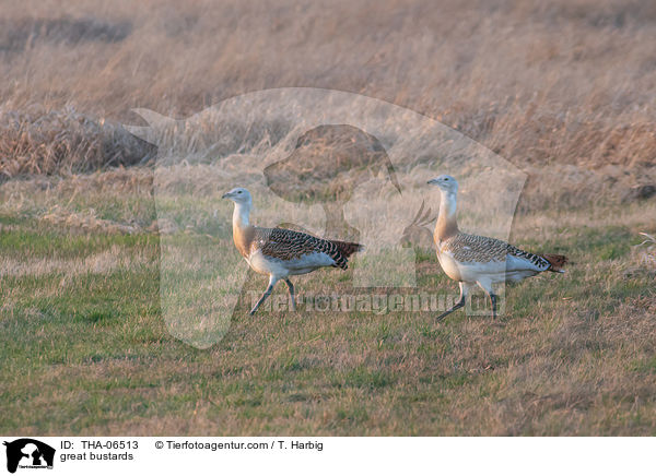Grotrappen / great bustards / THA-06513
